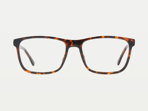 Color_Tortoise